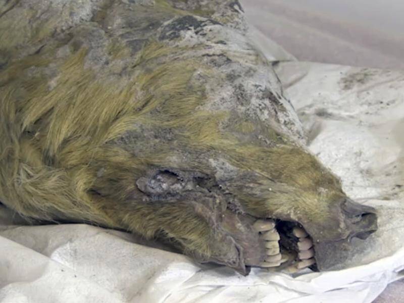 The Ice Age wolf's head has been displayed at the Academy of Sciences of Yakutia in Russia.