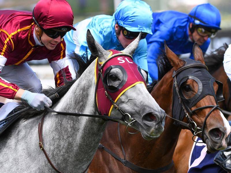 Blazejowski (grey) will be ridden by Craig Williams at Flemington with Jye McNeil in Sydney.