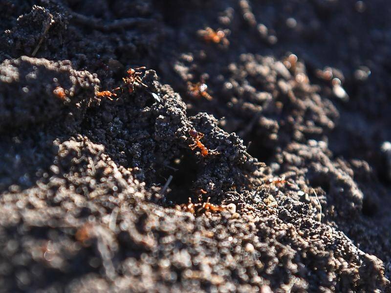 A parliamentary inquiry will examine efforts to eradicate fire ants amid claims of underfunding. (Jono Searle/AAP PHOTOS)