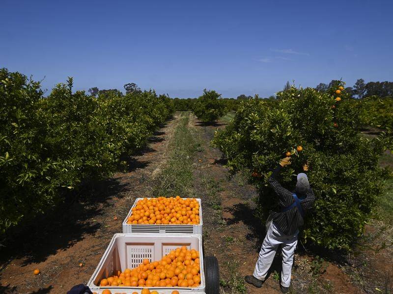Unemployed Australians would rather sit on the couch than pick fruit, the agriculture minister says.