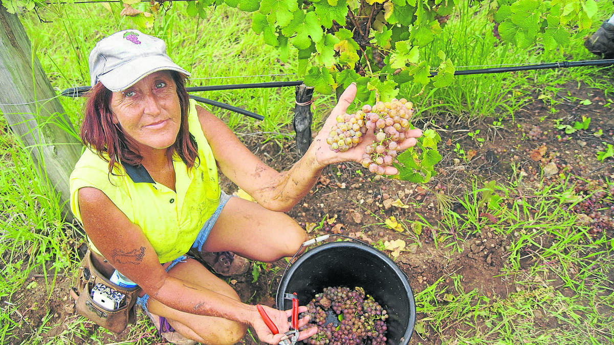 HARVEST: Donna Williams picks grapes at  Agnew Wines.