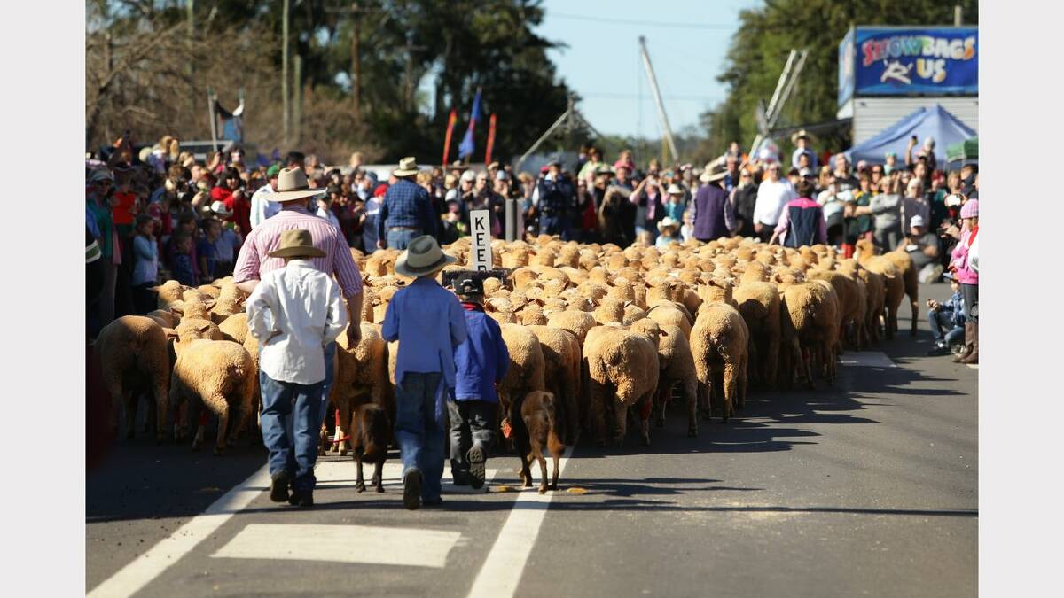 Merriwa Festival of the Fleeces. Pictures: Fairfax Media