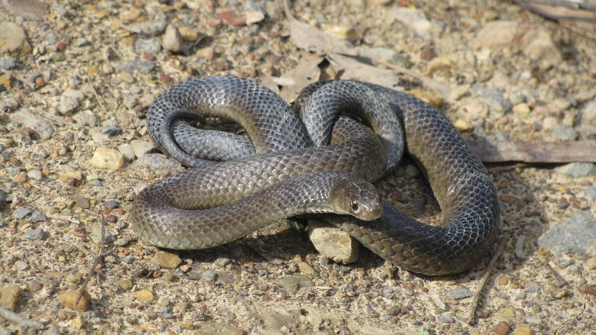 BROWN SNAKE: Spring is here and so is snake breeding season so be careful where you tread. 