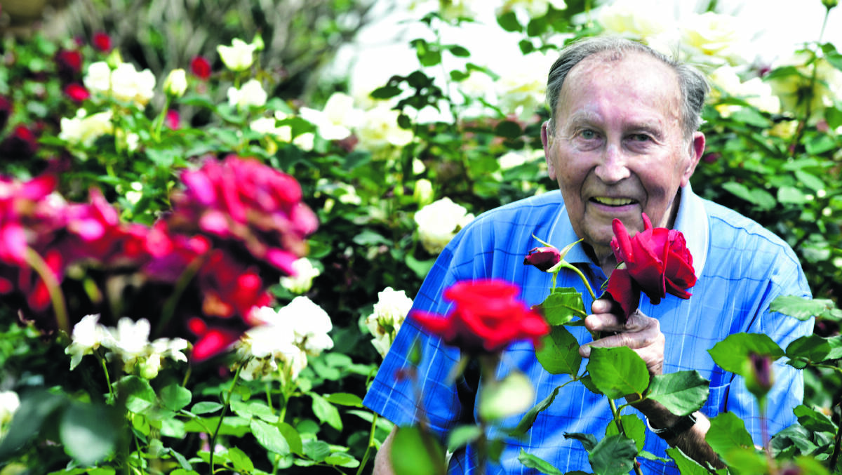 BLOOMING MARVEL:  Champion rose grower Fred Brownlowe from Thornton.	Picture by CATH BOWEN 