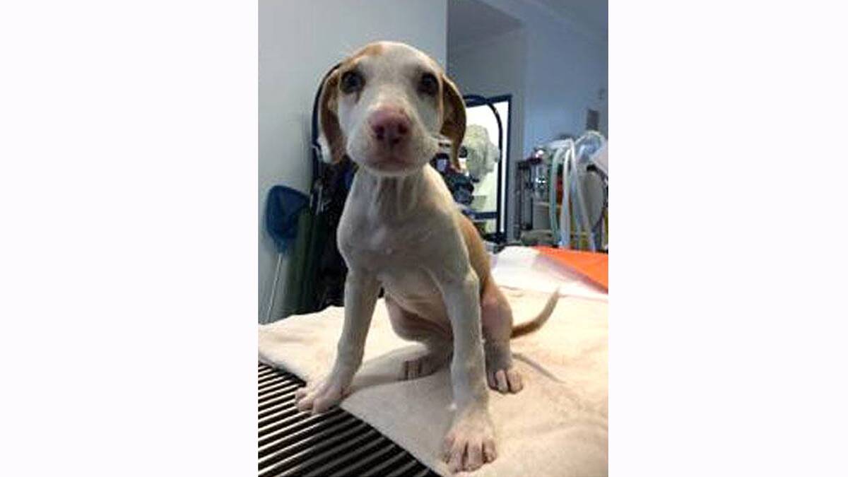 STILL UNDER VET CARE: Lucky, the only surviving puppy from a litter that was bashed to death in Kurri Kurri is doing well.