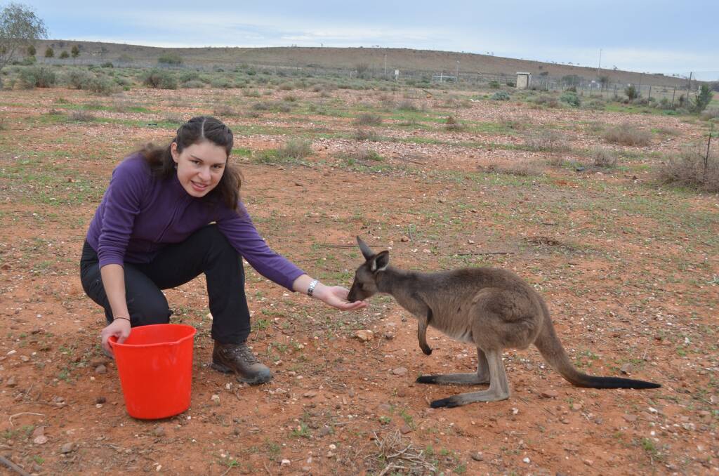 RESEARCH: Lead researcher Catharina Vendl with a
kangaroo. 	Photo courtesy UNSW.