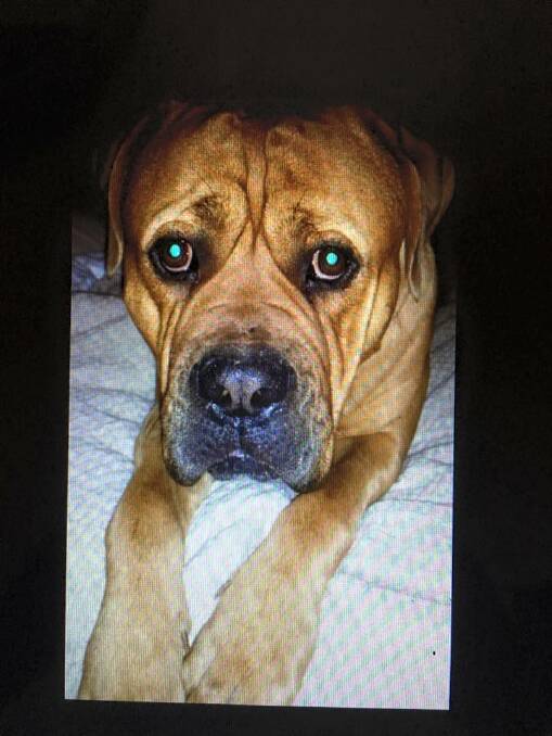 Henry the Mastiff went missing from a Telarah home on Thursday morning.