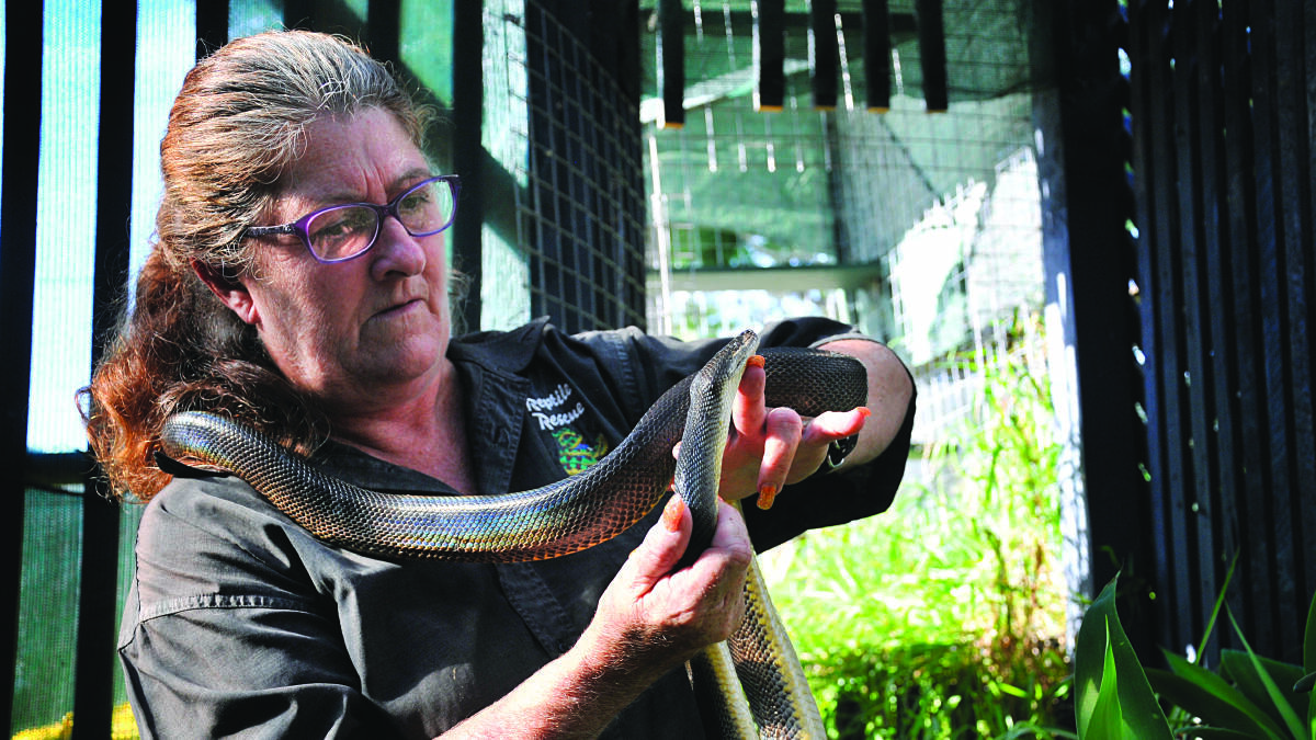 BUSY DAYS: Telarah reptile handler Judith Martin.  	Picture by PERRY DUFFIN