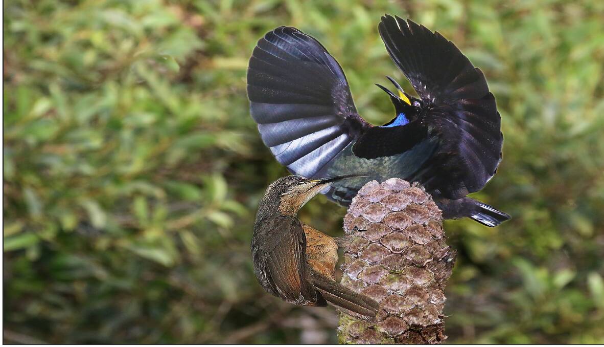SHOW OFF: The male  bird of paradise puts on a frantic and elaborate display for the female, making him quite hard to photograph. Your best chance is just as the female lands. Picture: Jim Thomson