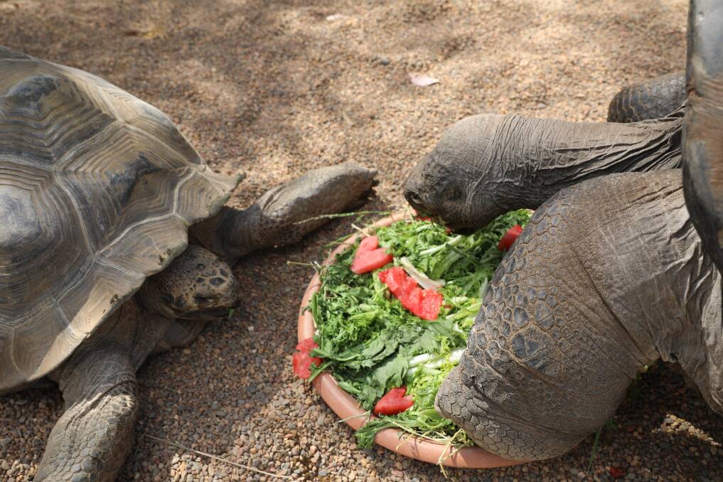 Going steady: Hugo the Galapagos tortoise and his new girlfriend, Estrella. Picture: The Australian Reptile Park