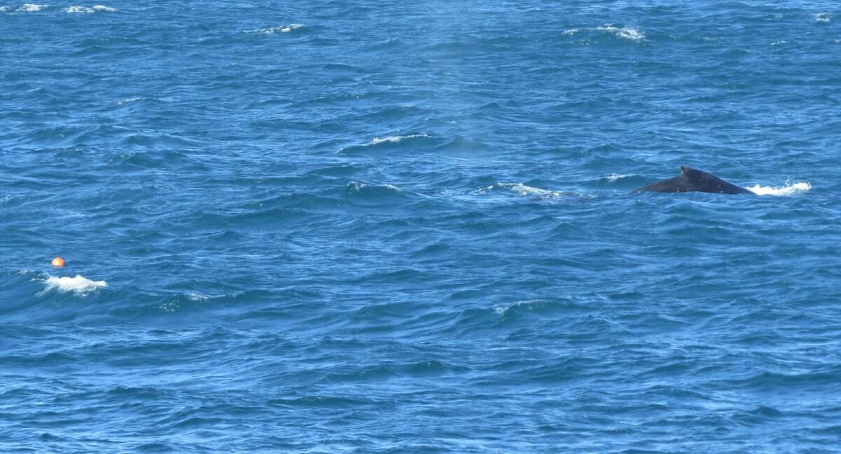 The whale towing entangled under the surface of the water, off the coast of Newcastle on Thursday afternoon. Picture: Orrca