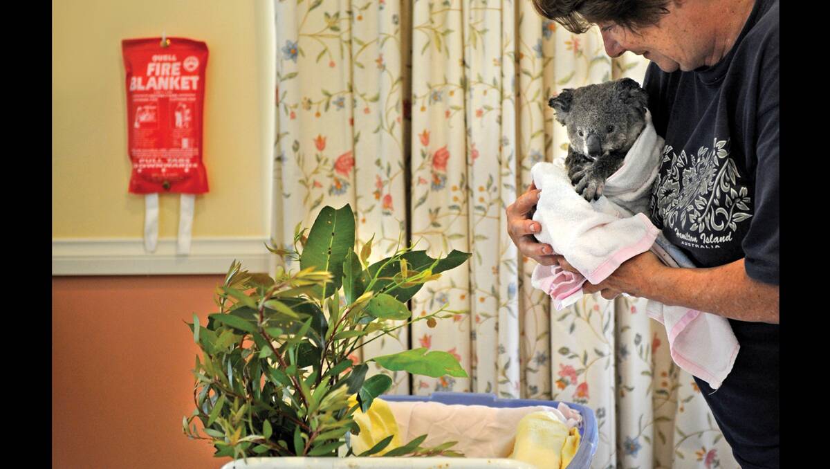 CARING: Carer Helen Mallam is nursing 12-month-old koala Zenani back to health after she was caught in the Heatherbrae bushfire.