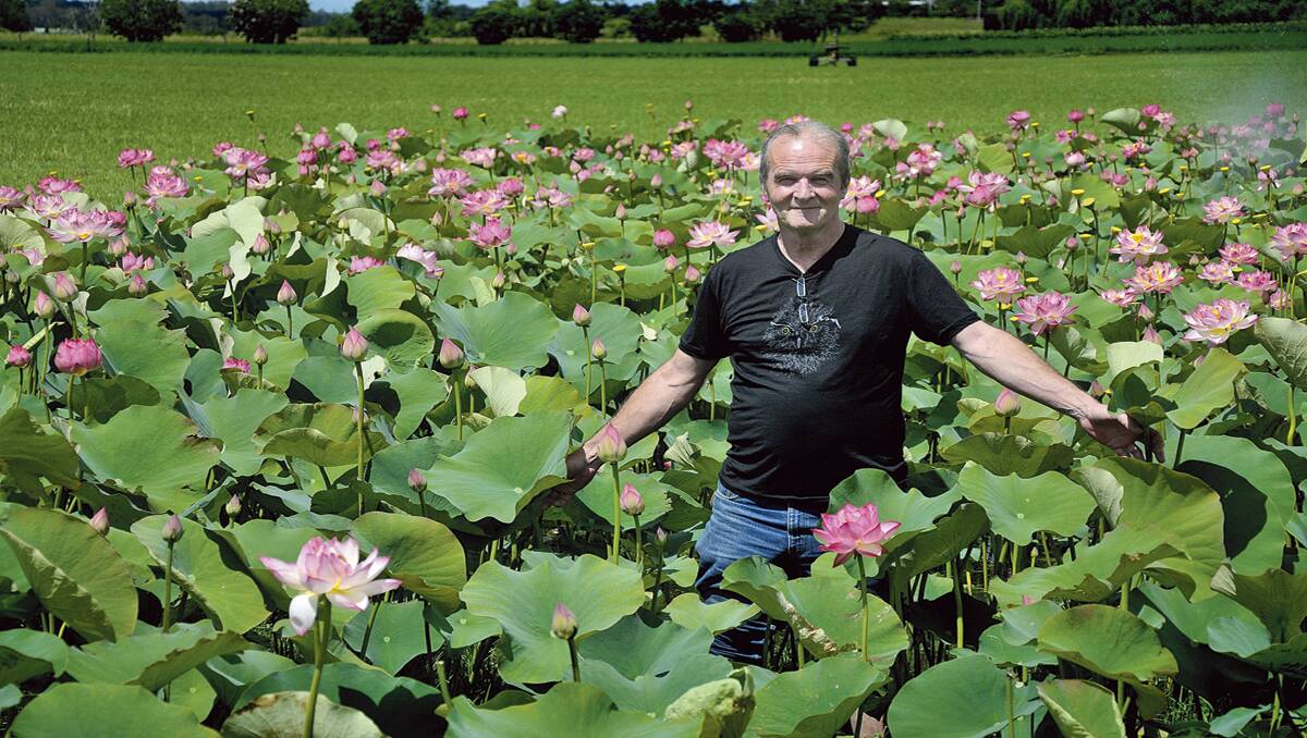 SUMMER DELIGHT:  Bob Beale among the lotus plants at Albion Farm, which will be open to the public on Sunday.  	Picture by CATH BOWEN 131212CB155